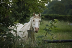 NORFOLK_WILDLIFE_20150707_017 SMALL